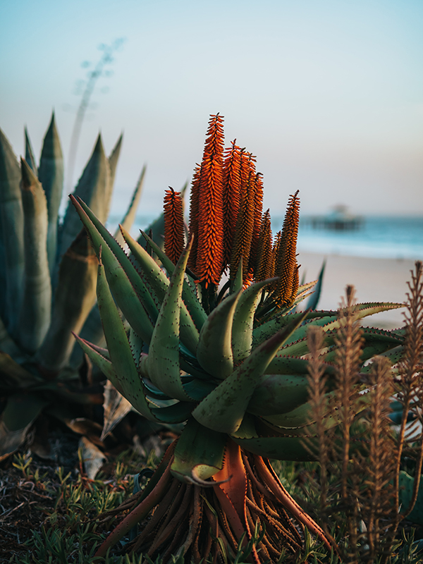 Frequently asked questions about aloe ferox